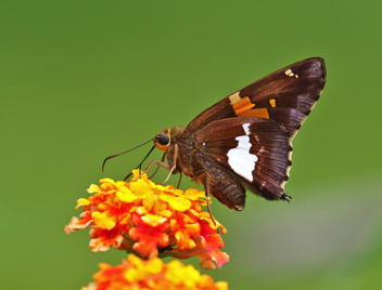 Silver-spotted Skipper